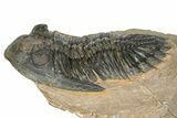 Detailed Hollardops Trilobite - Foum Zguid, Morocco #363116-2